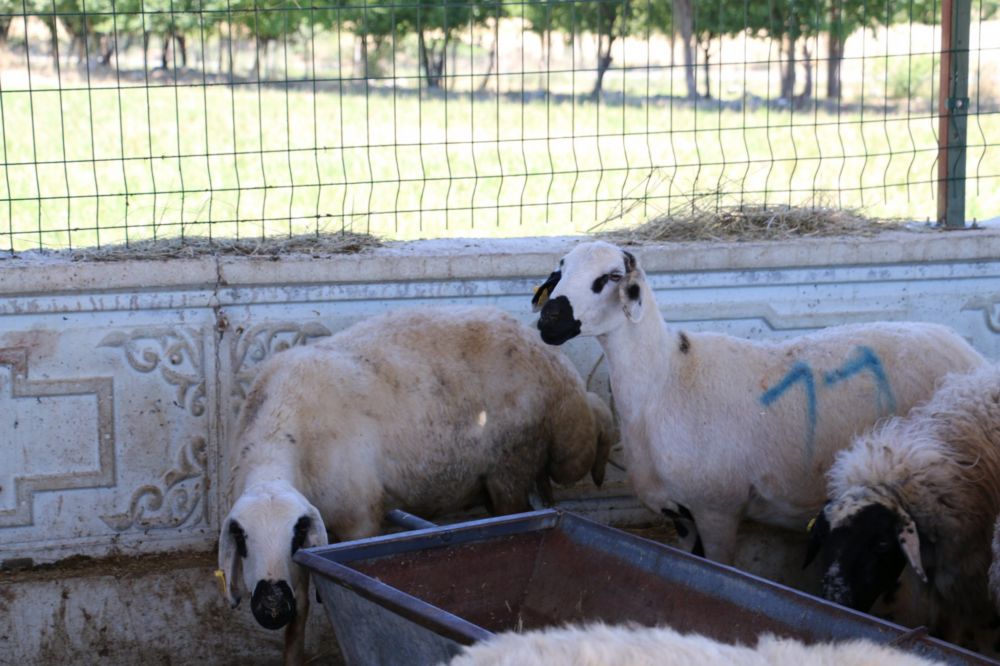 3 Yılda 15 bin 966 adet koyun alımı gerçekleştirildi