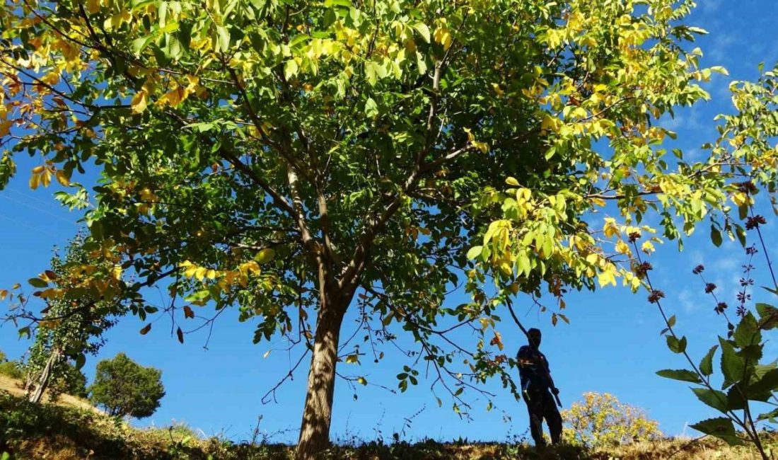 Erzincan'ın Kemah ilçesinde yetiştirilen yaklaşık 32 bin adet ceviz ağacı