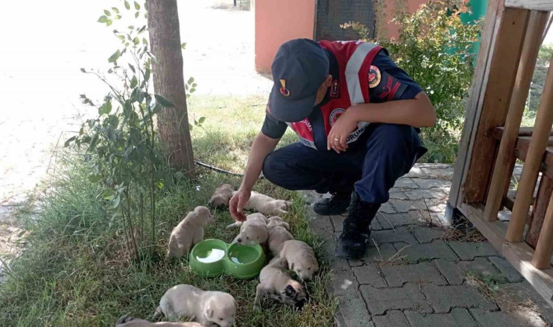 BİNGÖL’DE DOĞUM YAPAN ANNE KÖPEK VE 9 YAVRUSU, JANDARMA TARAFINDAN