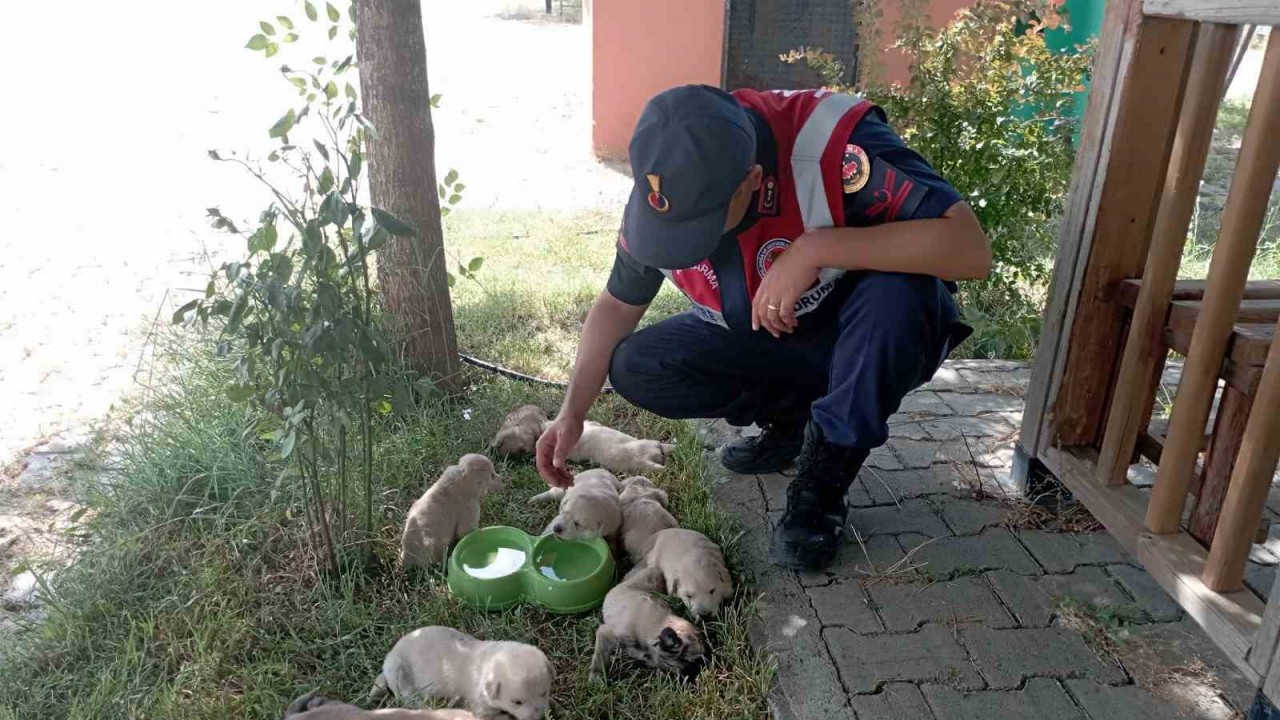 BİNGÖL’DE DOĞUM YAPAN ANNE KÖPEK VE 9 YAVRUSU, JANDARMA TARAFINDAN