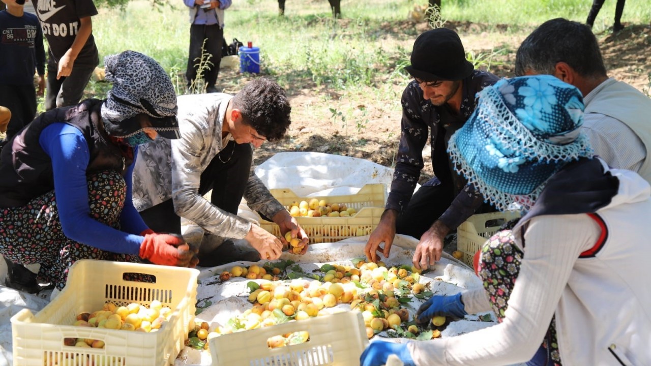 Malatya’nın tahıl ambarı olarak bilinen Arguvan ilçesinde kayısı hasadı sürüyor.