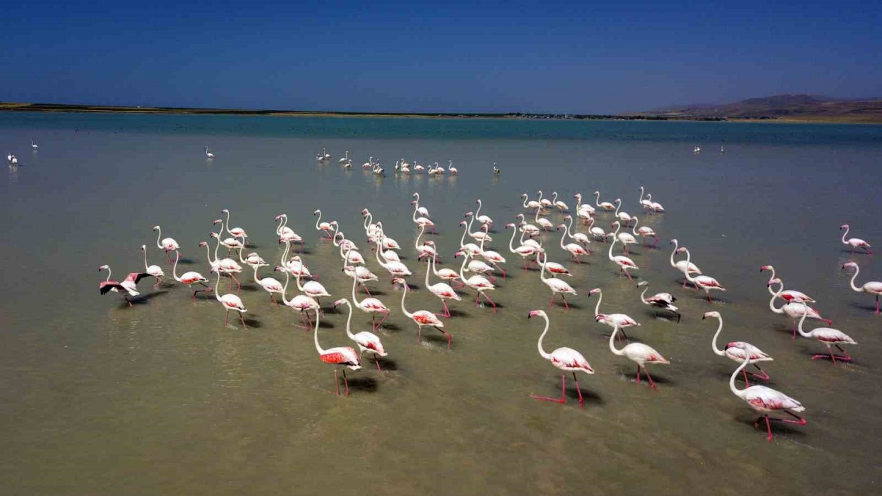 Arin Gölü’nün renkli misafirleri