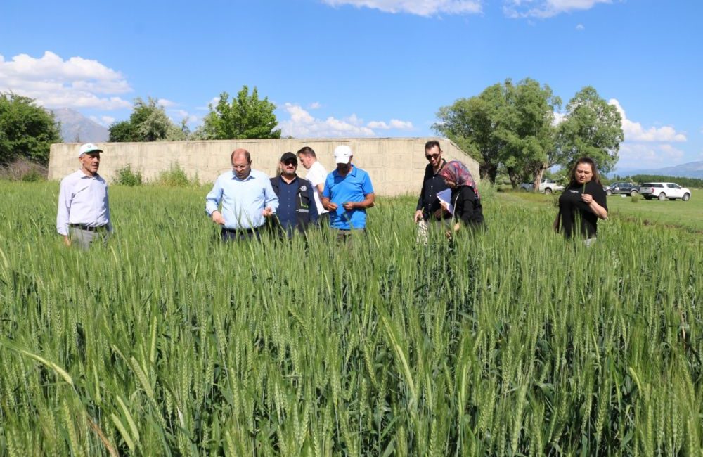 Erzincan'da buğday hasat sezonuna yaklaşılırken buğday ekim sahalarında yaşanan verimlilik