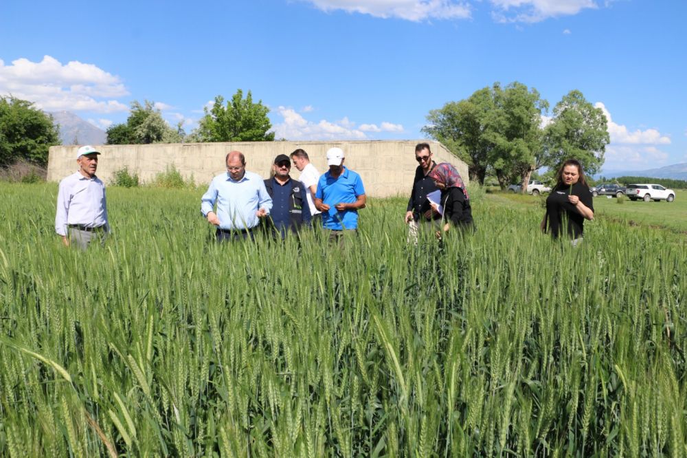 Erzincan'da buğday hasat sezonuna yaklaşılırken buğday ekim sahalarında yaşanan verimlilik