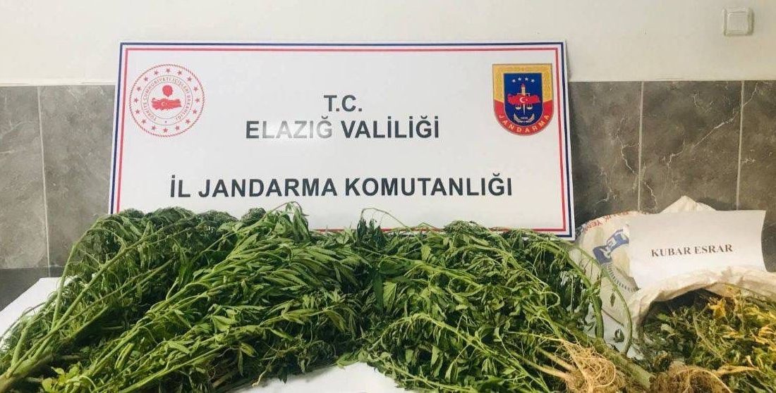 ELAZIĞ’DA JANDARMA EKİPLERİ DAMLA SULAMA SİSTEMLİ KENEVİR TARLASINA OPERASYON DÜZENLEDİ.