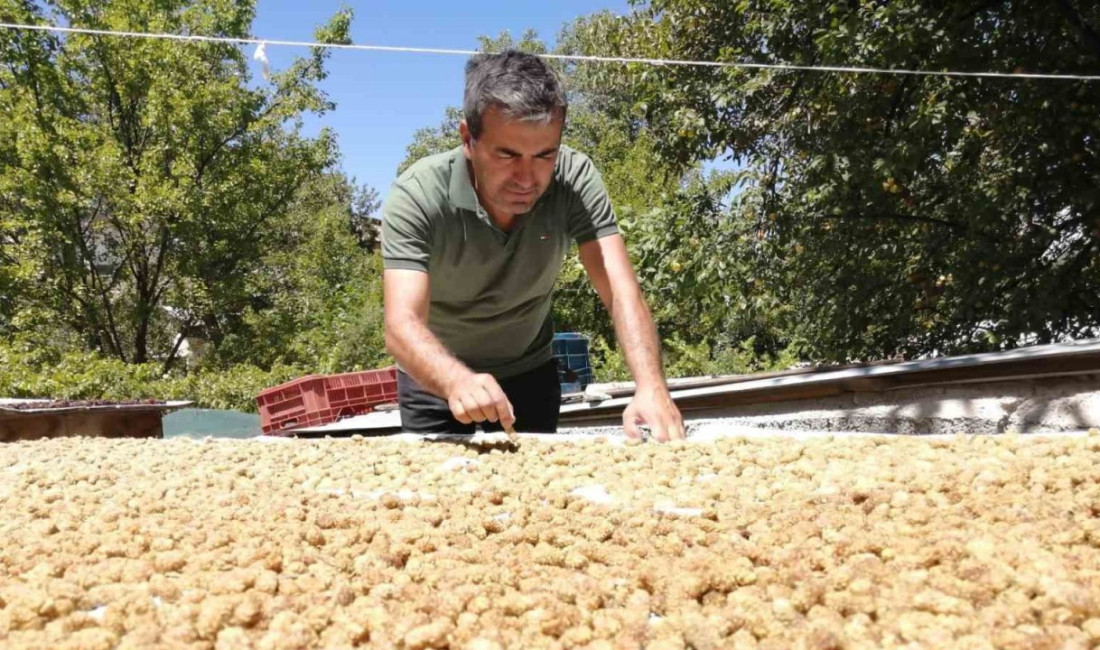 Malatya’nın Darende ilçesine bağlı Balaban Mahallesi’nde kayısıya alternatif olarak yetiştirilen