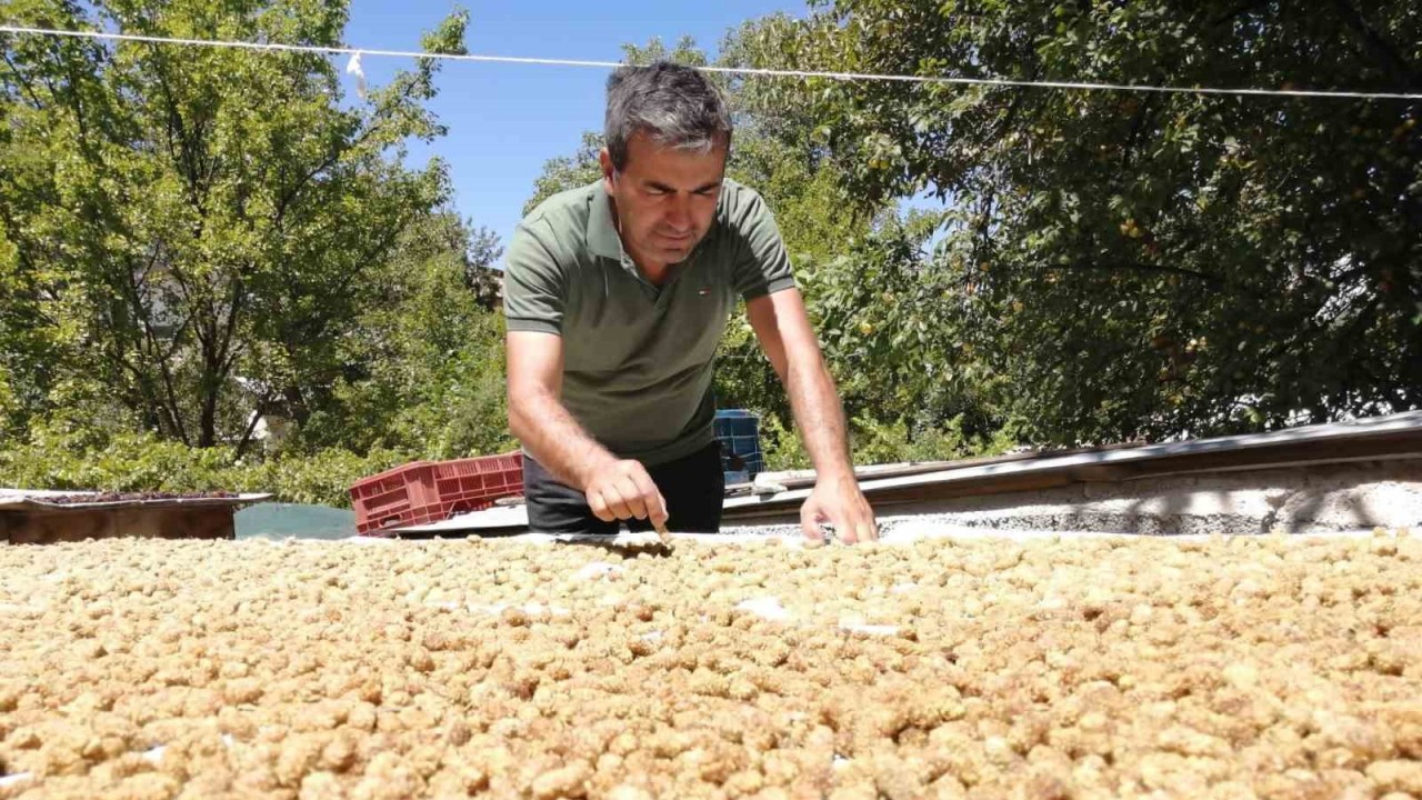 Malatya’nın Darende ilçesine bağlı Balaban Mahallesi’nde kayısıya alternatif olarak yetiştirilen