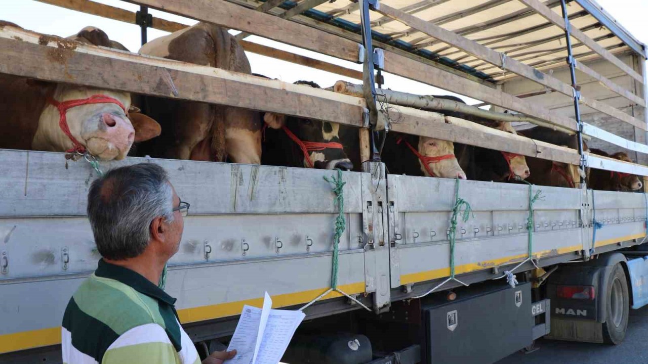 Erzincan’dan Kurban Bayramı öncesinde batıdaki illere gönderilen kurbanlıklar, gerekli sağlık