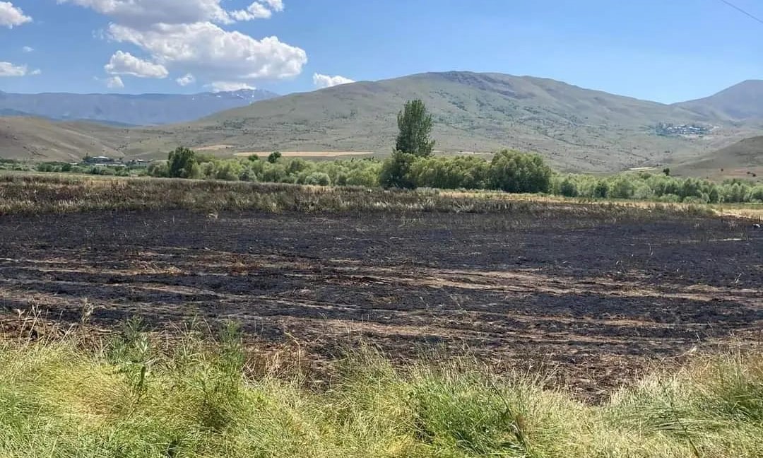 Erzincan’ın Tercan ilçesine bağlı Büklümdere köyünde arpa ve buğday ekili