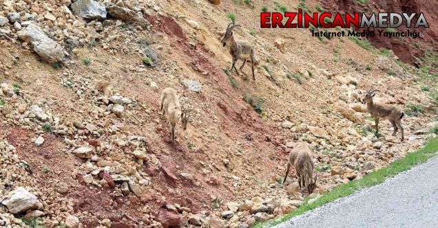 Erzincan – İliç yolunda yaban keçileri yol kenarına indi