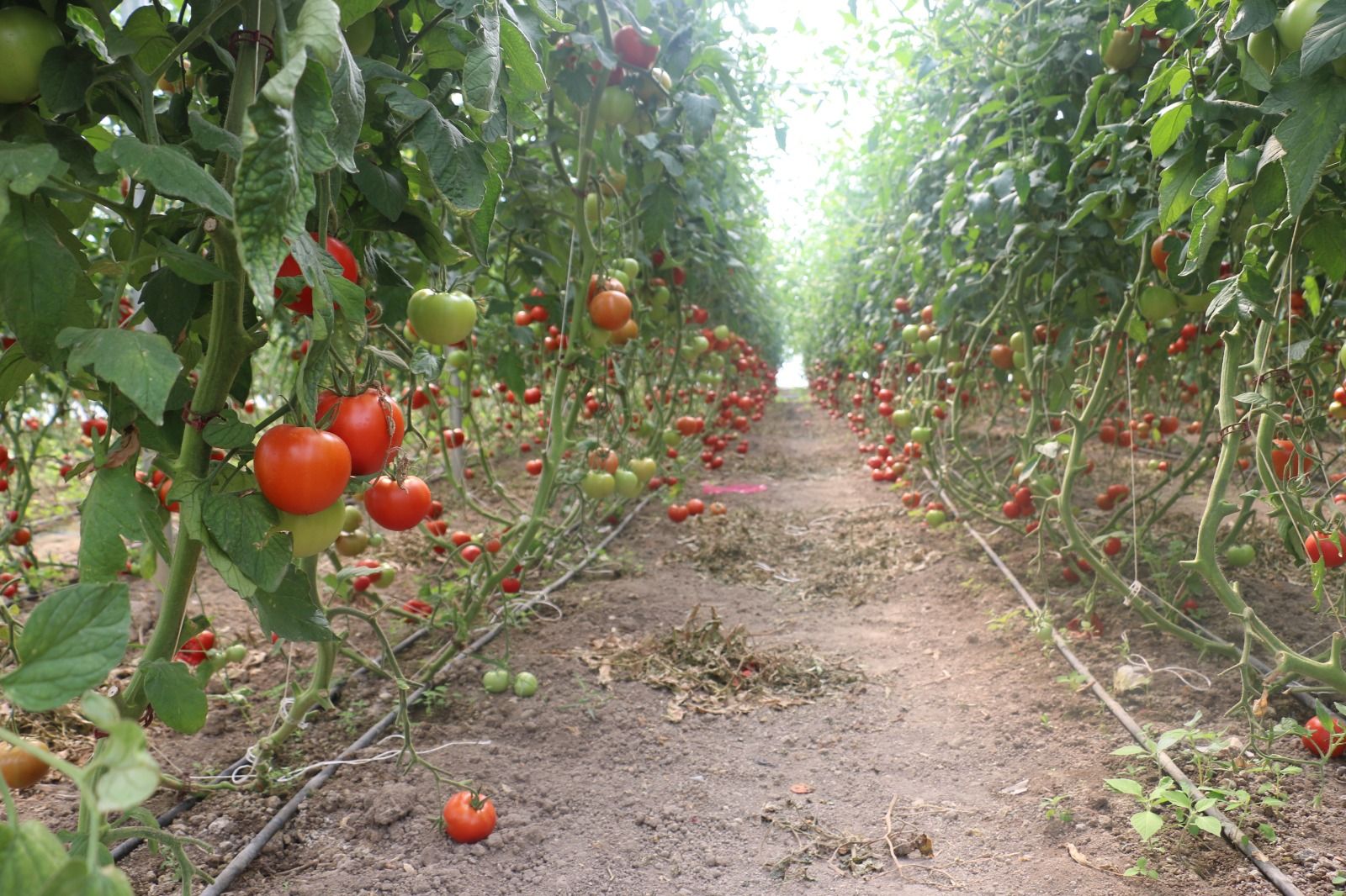 Erzincan’da yaklaşık 600 dekarlık sera işletmesinde üretilen domates, çevre illere