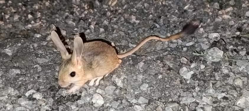 Erzincan’ın Kemaliye ilçesinde Dünya Doğa ve Doğal Kaynakları Koruma Birliği’nin