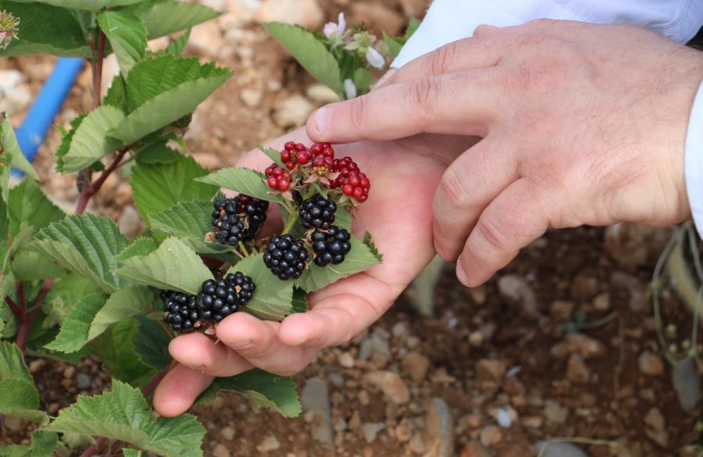 Erzincan’da geliştirilen projelerle atıl araziler tarıma kazandırılırken Tatlısu köyünde böğürtlen