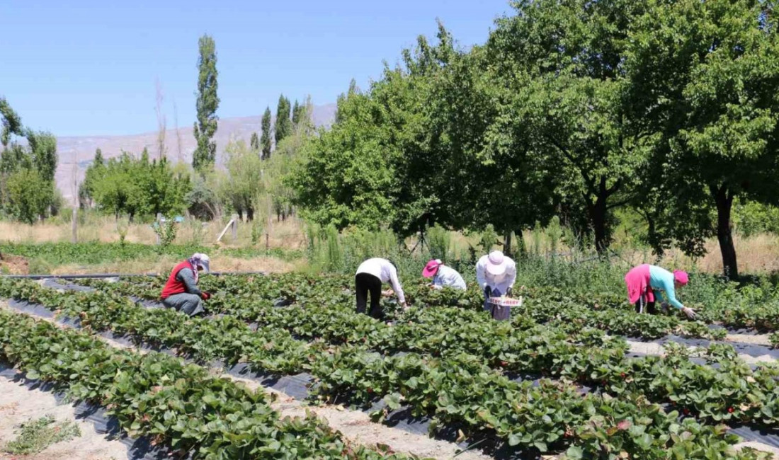 Erzincan’da yaz meyvelerinin olmazsa olmazı çilekte hasat başladı.