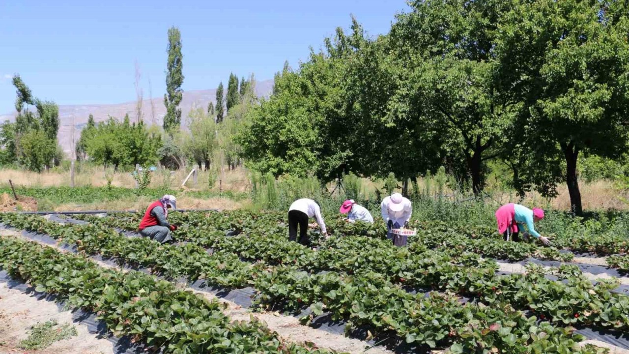 Erzincan’da yaz meyvelerinin olmazsa olmazı çilekte hasat başladı.