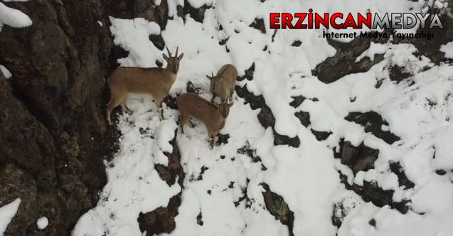 Erzincan’da yerleşim alanına yakın bir noktada kardan beyaza bürünmüş yamaçlarda