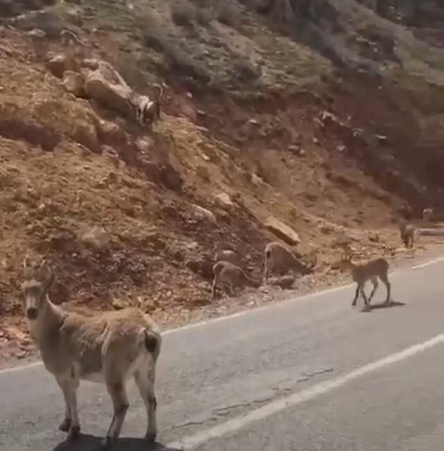 Erzincan’da nesli tükenme tehlikesi altında olan yaban keçileri, karayolunda yiyecek