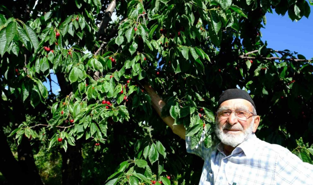 ERZİNCAN’DA DAHA ÖNCE GÖRÜLMEMİŞ KİRAZ REKOLTESİ