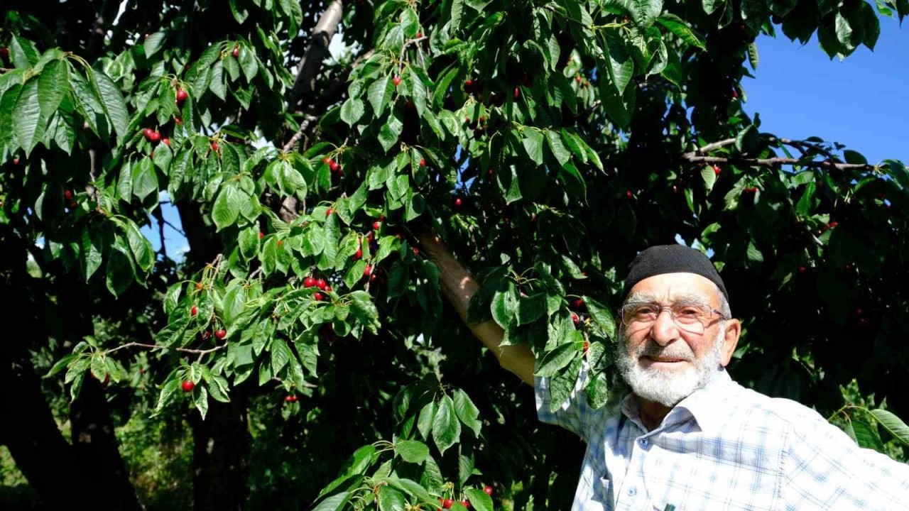 ERZİNCAN’DA DAHA ÖNCE GÖRÜLMEMİŞ KİRAZ REKOLTESİ