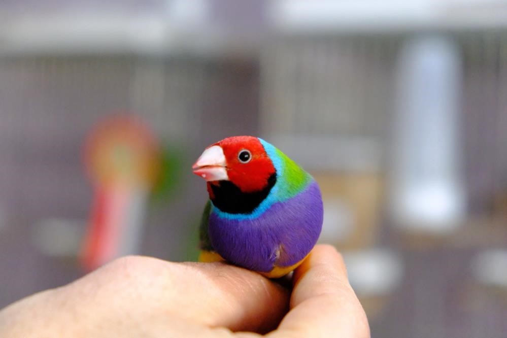 Erzincan’da dünyaca ünlü egzotik kuşları yetiştiriliyor