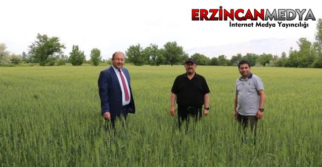 Erzincan’da hububat çiftçinin yüzünü güldürüyor