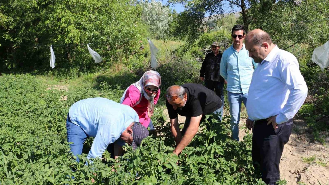 Erzincan Tarım ve Orman İl Müdürlüğü patates yetiştiriciliğine uygun olduğu