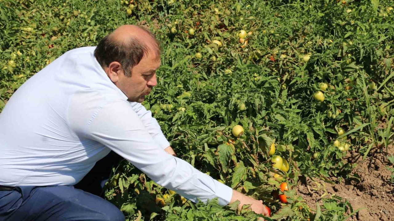 Erzincan son yıllarda salça üretiminde kullanılan sanayi tipi domates yetiştirme