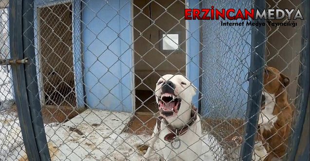 Erzincan’ın Üzümlü ilçesinde 8 yaşındaki çocuğun köpeklerin saldırısı sonucu ağır