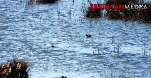 Erzincan’da 2022 yılı kış ortası su kuşu sayımları Ekşisu Sazlıkları