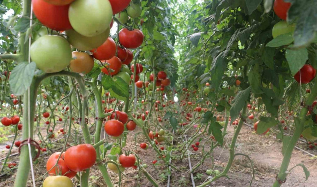 Son yıllarda seracılık sektörünün büyük gelime gösterdiği Erzincan’da bu yıl