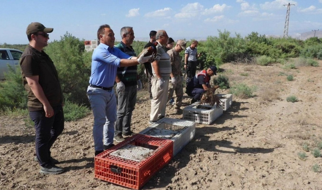 Iğdır’da proje çerçevesinde bin adet sülün doğaya bırakıldı.