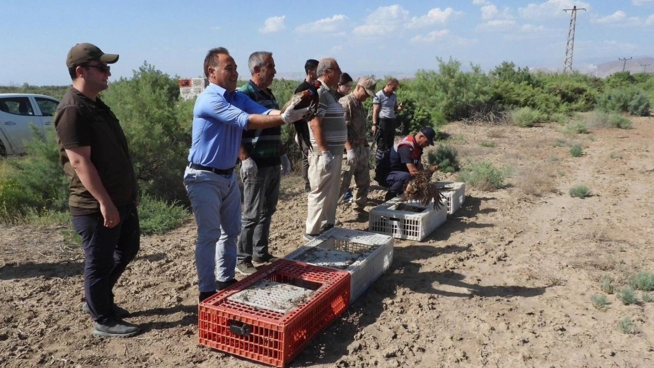 Iğdır’da proje çerçevesinde bin adet sülün doğaya bırakıldı.