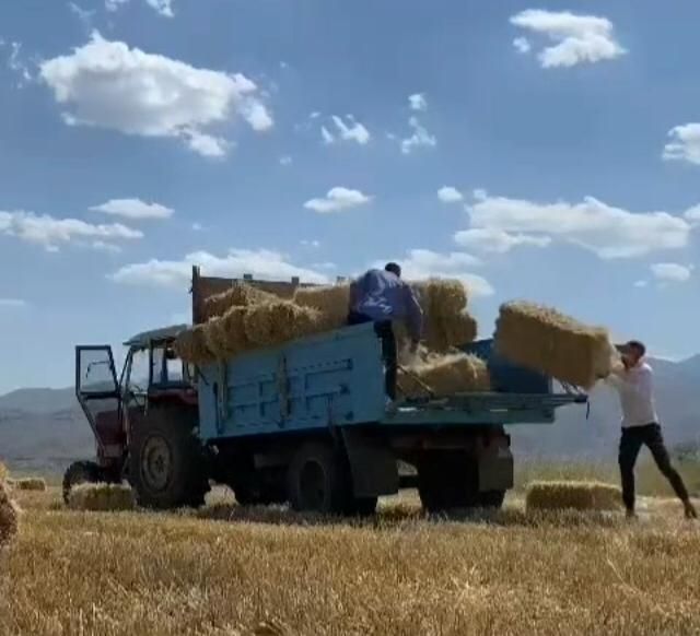 Erzincan’da hububat hasadının ardından kış hazırlığı yapan balya işçilerinin zorlu