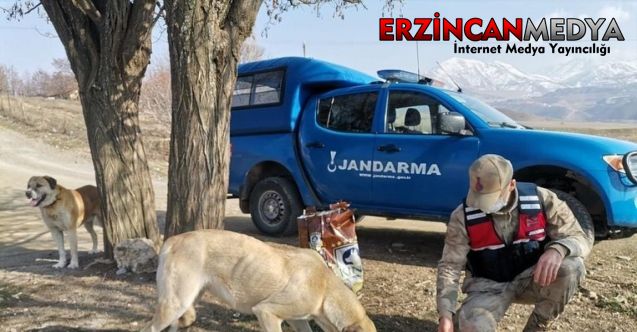 Erzincan’ın İliç ilçesinde jandarma ekipleri, sokak hayvanlarına mama desteğinde bulundu.