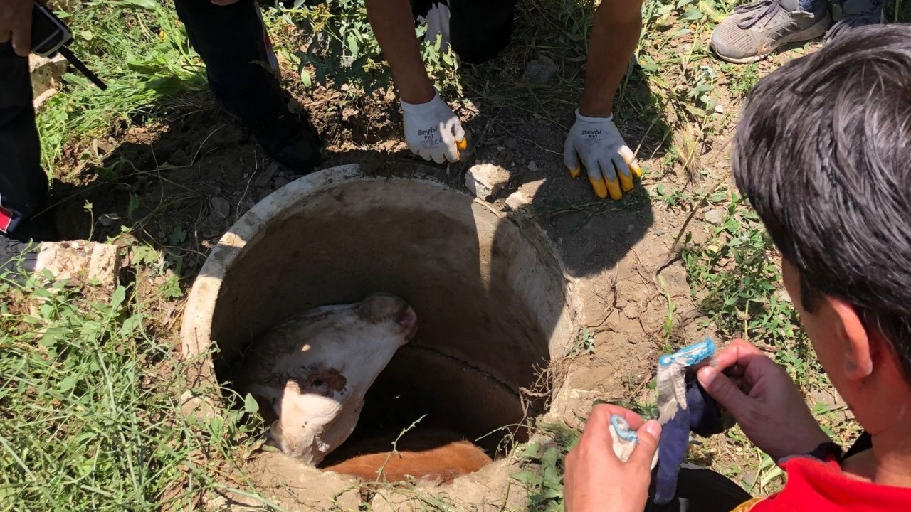 Erzincan’da kanalizasyon kuyusuna düşerek mahsur kalan inek itfaiye ekiplerinin çalışması