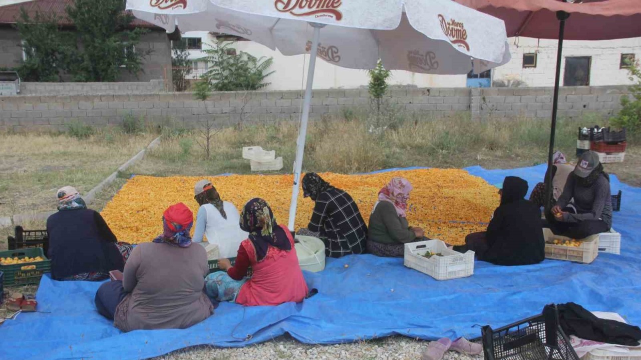 Erzincan’da kayısı hasadı sonrasında kurutma yolcuğu başladı.