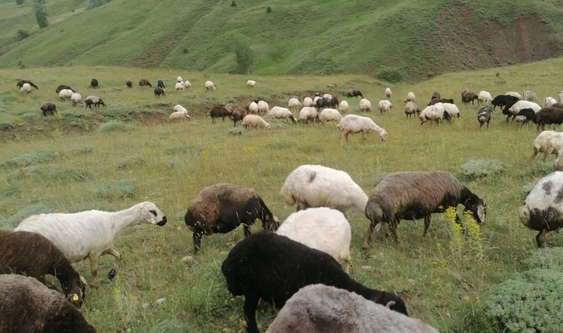 Erzincan İl Tarım Orman