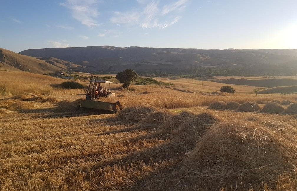 KULUNCAK’TA BUĞDAY HASADI