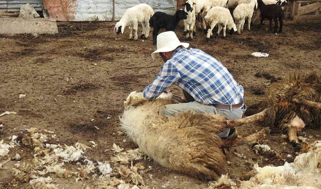 Erzincan’da merada otlayan koyunların arasına dalan kurt sürüsü 17 koyunu