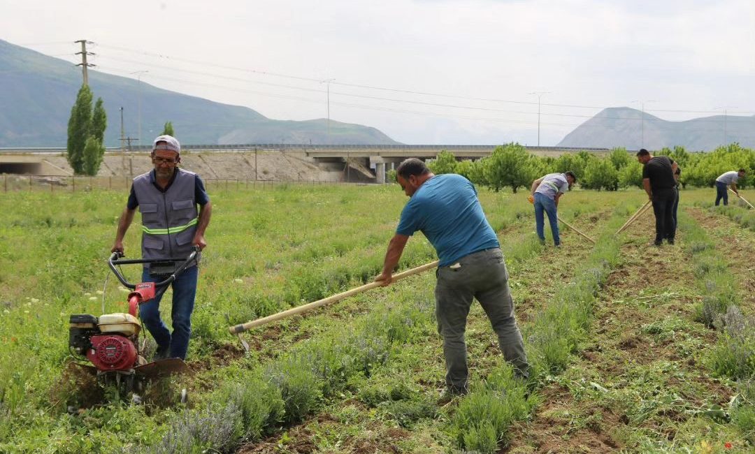 Erzincan Belediyesi tarafından dikimi yapılan Lavantaların dip çapası ve yabani