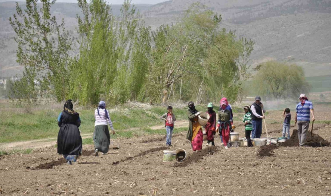 Erzincan’da Doğu ve Güneydoğu illerinden gelen mevsimlik tarım işçileri, 35