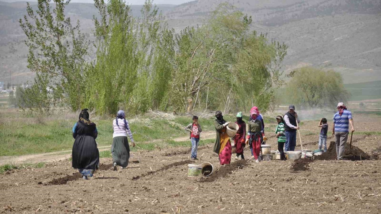 Erzincan’da Doğu ve Güneydoğu illerinden gelen mevsimlik tarım işçileri, 35