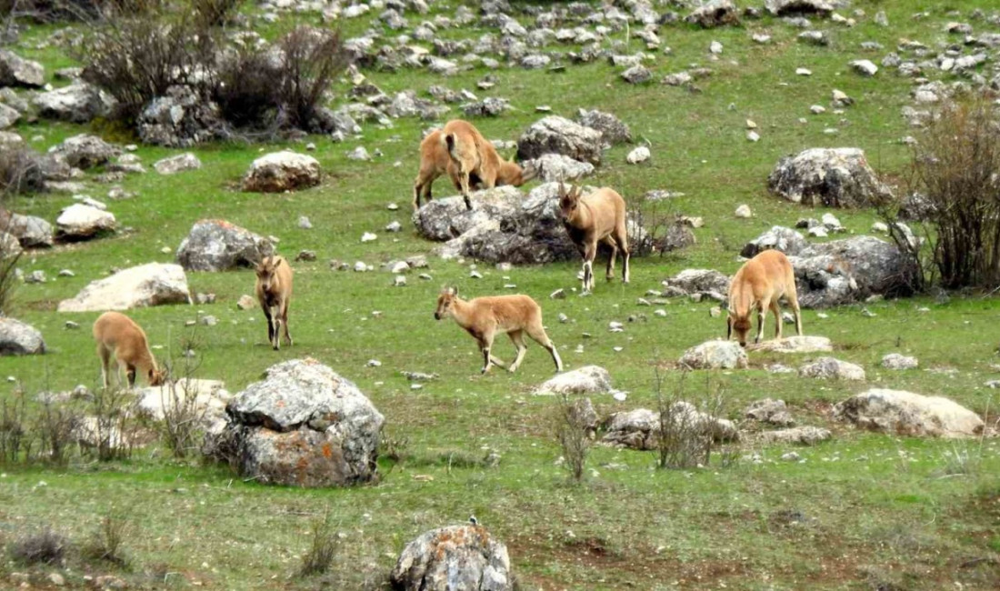 Erzincan ile Tunceli sınırında yer alan Munzur Dağlarında, nesli tükenme