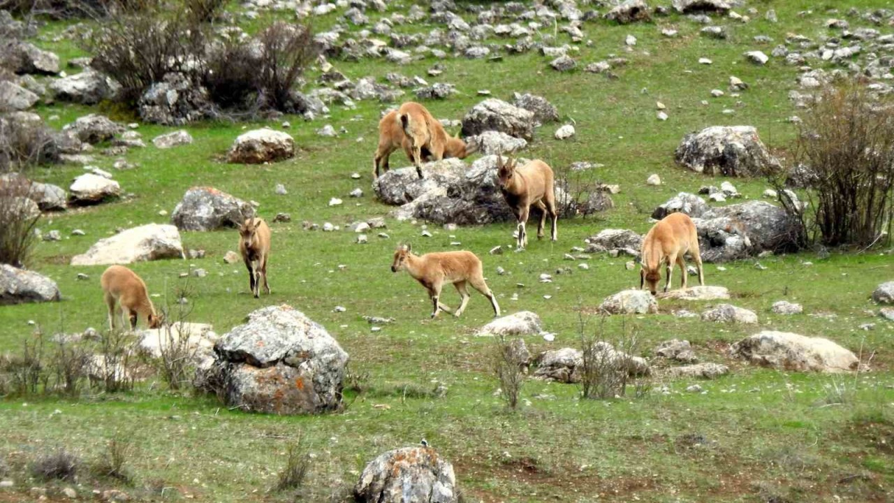 Erzincan ile Tunceli sınırında yer alan Munzur Dağlarında, nesli tükenme