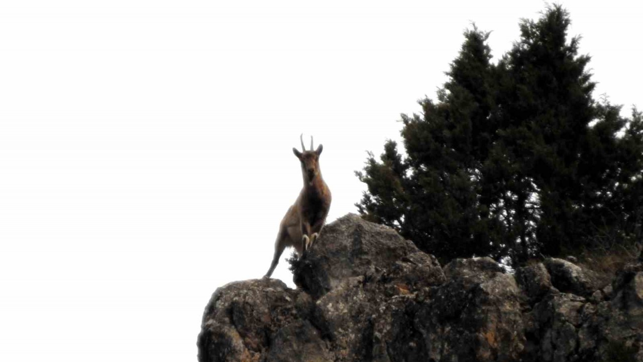 Dünya Doğa Koruma Birliğinin (IUCN) yayınladığı Nesli Tükenme Tehlikesi Altında