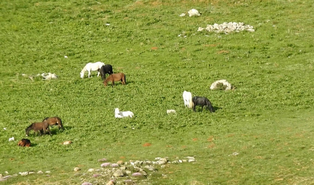 Erzincan-Tunceli arasında bulunan 3300 rakımlı Munzur Dağları’ndaki yılkı atları, doğal