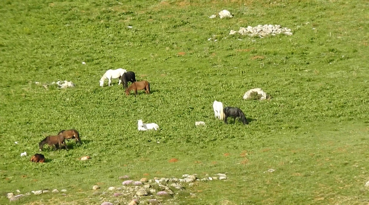 Erzincan-Tunceli arasında bulunan 3300 rakımlı Munzur Dağları’ndaki yılkı atları, doğal