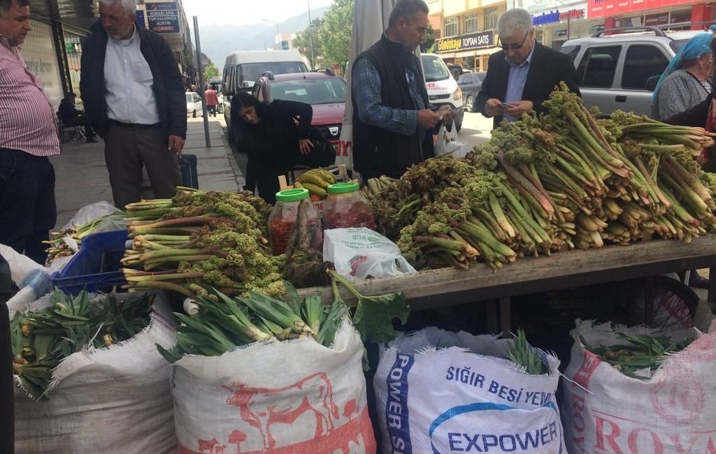 Baharla birlikte Erzincanlılar  dağlara çıkarak çeşitli bitkileri toplamak  için seferber