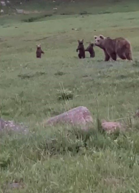 SARIKAMIŞ’TA BOZ ANNE AYI İLE 3 YAVRUSU KAMERALARA YANSIDI.