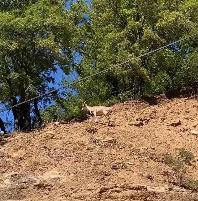 Erzincan ile Tunceli sınırında yer alan Munzur Dağlarında, nesli tükenme